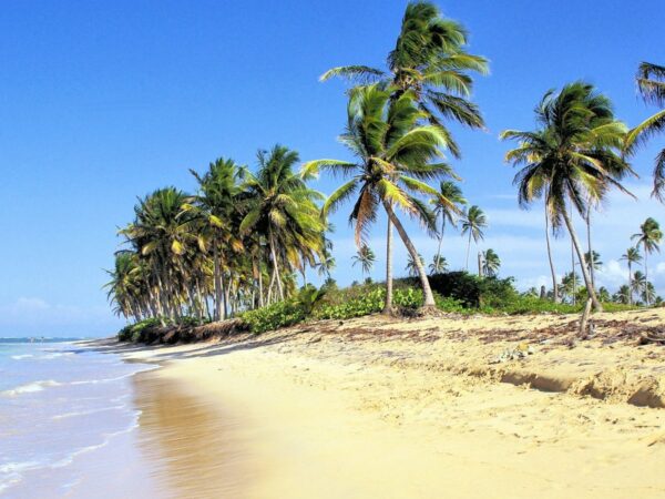Plage de sable clair bordée de cocotiers sous un ciel bleu, avec la mer turquoise sur la gauche