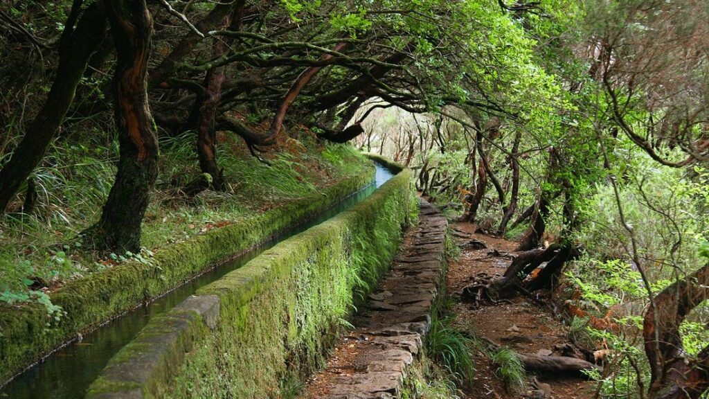 Canal d'eau moussu longeant un sentier de pierre sous des arbres noueux et un feuillage dense