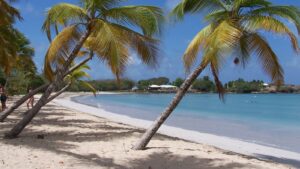 Plage de sable blanc bordée de cocotiers penchés devant une baie turquoise, à la plage des Salines en Martinique