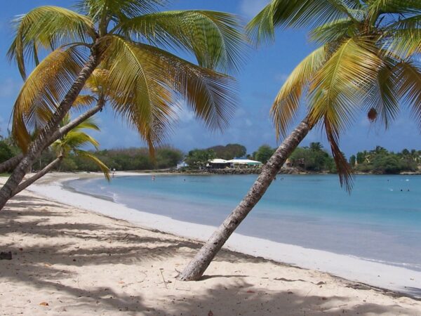 Plage de sable blanc bordée de cocotiers penchés devant une baie turquoise, à la plage des Salines en Martinique