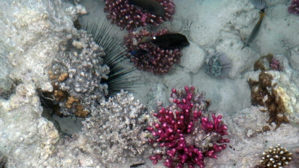Coraux roses et gris vus d'en haut, avec un poisson sombre moucheté et de longs piquants noirs